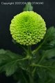 Chrysanthemum Green Ping Pong